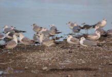 COAHUILA CONMEMORA EL DÍA MUNDIAL DE LAS AVES MIGRATORIAS