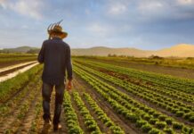 Sector campesino exige que el campo sea prioridad en revisión del T-MEC