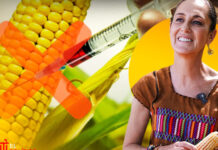 La COUC confía en que Sheinbaum atienda la propuesta de un presupuesto digno para la comercialización del maíz