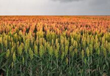 Productores ven oportunidad de exportar sorgo a China