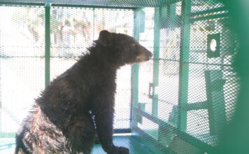 LIBERAN EN COAHUILA EJEMPLAR DE OSO NEGRO TRAS EXITOSO PROCESO DE RECUPERACIÓN