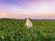 Nohoch Mul, la majestuosa pirámide que domina la antigua ciudad maya de Cobá