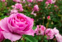Sembré una planta de rosas
