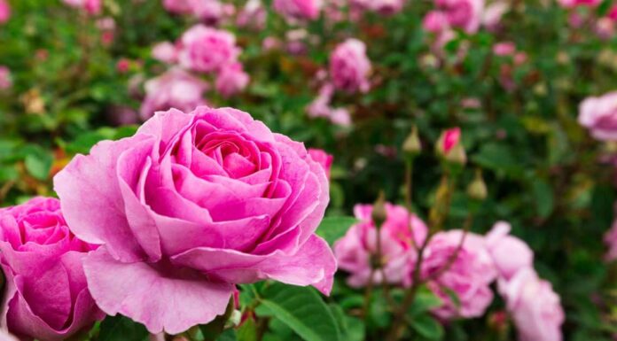 Sembré una planta de rosas