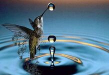 Anécdota del colibrí