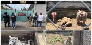 Aseguran 135 animales exóticos y 68 mil litros de diésel durante cateos en Tamaulipas