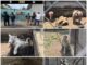 Aseguran 135 animales exóticos y 68 mil litros de diésel durante cateos en Tamaulipas