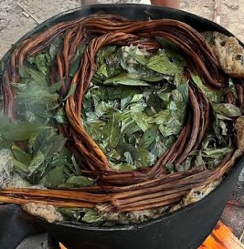 Ayahuasca
