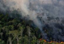 Arde el Amazonas: incendios aumentan 253% en dos semanas en el estado brasileño de Amazonas